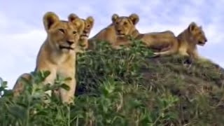 Lion Cubs Learn a Lesson in Stalking and Hunting | BBC Studios