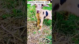 Baby goat 🐐 sounds good 😊#youtubeshorts #shortvideo #shorts #short #goat #tiktok #ytshorts #viral