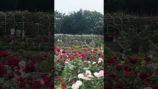 Flower garden at Tokyo come to visit #pianomusic #cover #music #rose #japantravel