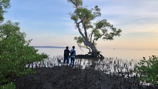 《大国之树》第2季探访红树林，各国都拼命保护，如灭绝后果严重