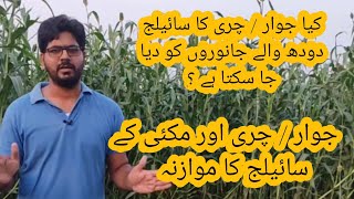 jawaar aur makai Ka silage II Sorghum and corn silage I Comparison of Corn Silage and sorghum silage