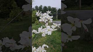 Dogwood blossom/산딸나무 꽃 #springflowers #floweringtrees #springplanting #꽃구경 #봄꽃 #산딸나무