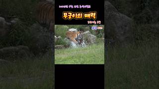 무궁이의 매력 (2024. 9.18.)(봉화sun)(호랑이숲) #tiger #호랑이 #animals