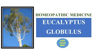 Eucalyptus Globulus|Clarke view|Boericke view|गले में दर्द|गले में खराश|बुखार