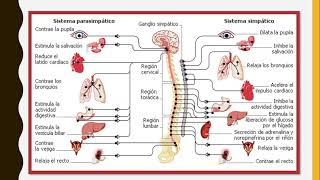 Diferencias Sistema Nervioso Simpático (SNS) y Sistema Nervioso Parasimpático (SNP)