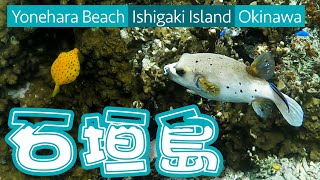 【梅雨明け直前・石垣島シュノーケリング】 - The Dancing Fishes in Ishigaki island, Okinawa in 2022