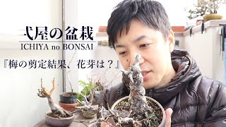 What happens to flower buds if I try pruning miscellaneous trees for plum bonsai?