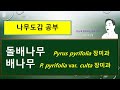 돌배나무의 특징 돌배나무 vs 배나무 vs 산돌배 vs 털산돌배 석차 石茶 돌세포 석세포