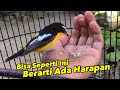 Sikatan Emas makan extrafooding #yellow rumped flycather #Ficedula zanthopygia