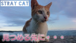 甘えた声で話しかけてくれる猫が可愛い