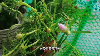 梅雨季节，就适合养“三种花”，频繁日晒雨淋，长势反而更精神