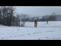 Przewalski's Horses in the Snow at the Smithsonian Conservation Biology Institute