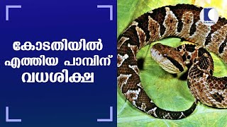 കോടതിയില്‍ എത്തിയ പാമ്പിന് വധശിക്ഷ | Snakes found inside premises disturbs functioning of court