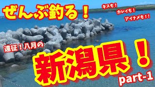 一年ぶりの新潟県で五目釣り！去年の屈辱を晴らすため5人がかりで、キスや青物、まとめて釣りあげます！