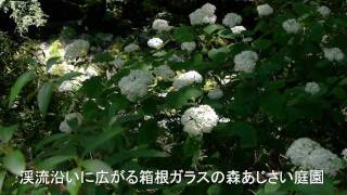 箱根ガラスの森あじさい開花状況-2011年7月10日-アナベルが見ごろ.mp4