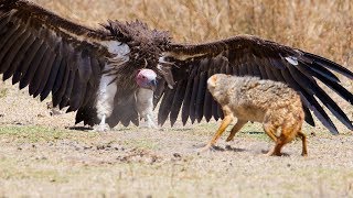 दुनियां के 10 सबसे खतरनाक चिड़ियाँ । Top 10 Most Dangerous Birds In The World |