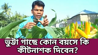 ভুট্টা গাছে কোন বয়সে কি কীটনাশক দিবেন? | Maize Insects