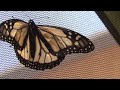 Albuquerque family transforms hobby into butterfly farm business