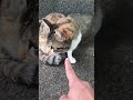 猫神社で新顔の三毛猫が鳴いていたのでナデナデした