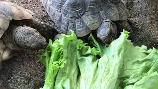 マルギナータリクガメ、ギリシャリクガメ食事風景