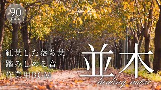 【秋/ASMR】落ち葉を踏みしめる音｜紅葉・並木｜睡眠用BGM・作業用BGM・瞑想・リラックスBGM｜自然・環境音