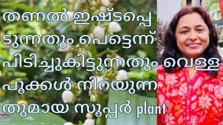 തണൽ ഇഷ്‌ടപ്പെടുന്നതും പെട്ടെന്ന് പിടിച്ചുകിട്ടുന്നതും വെള്ള പൂക്കൾ നിറയുന്നതുമായ സൂപ്പർ plant