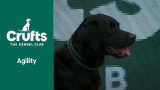 International Invitation Finals (Agility) | ​Crufts 2022