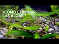 ¿Cómo eliminar las algas de tu acuario?