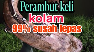 Ep1 Perambut pancing ikan keli africa  Simple Kuat 100% tidak akan lepas dan putus tali