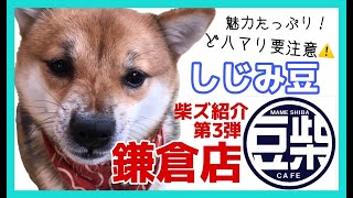 【豆柴】鎌倉店「しじみ豆ちゃんの紹介動画」