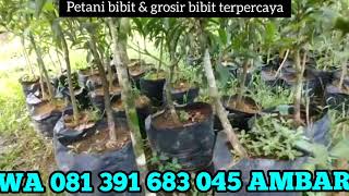 Bibit Sawo Jumbo Vietnam WA 081 391 683 045 Bibit Sawo Mentimun Jumbo bibit sawo jumbo murah