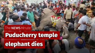 Puducherry elephant Lakshmi dies, scores mourn