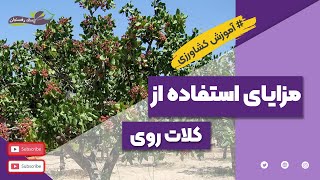 مزایای شگفت انگیز کلات روی در کشاورز