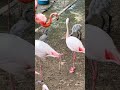 神戸市立王子動物園　フラミンゴの赤ちゃん