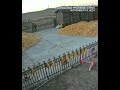 WATCH: Wild tiger stopped by iron fence gate as it charges at villager in NE China