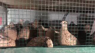 ھەوێردەی مام خۆشناو Kurdistan Quail