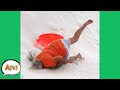 FAILING Face FIRST! 🤣 | Funniest Fails | AFV 2020