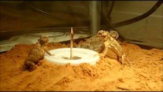 How to Feed Baby Desert Horned Lizards  - The Society for Horned Lizard Preservation