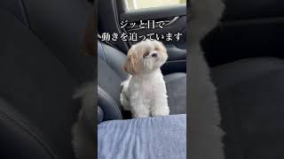 【シーズー犬/はに丸】車で家族の帰りを待つ姿が愛おしすぎる！ #shorts / Hanimaru is waiting for his family to come back by car.