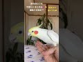 歌の終わりを勝手にまとめるのが妙にうまいオカメインコ💕🤣 shorts cockatiel