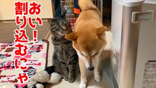 今年の柴犬と猫によるストーブ前争奪戦は如何に！ shiba inu