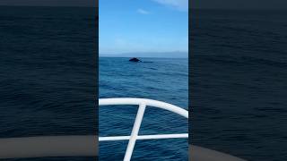 Whale watching in Monterey Bay 🛥️ #California