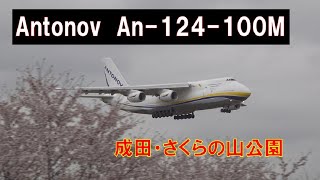 【4K】桜とアントノフ☆Antonov Airlines An124-100M \