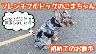 フレンチブルドッグのごまちゃん、お散歩デビュー【Frenchbulldog】