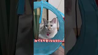 チラリと覗かせる顔がかわよ＃shorts、＃猫の暮らし、#funny、