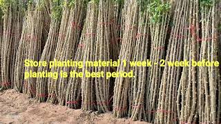 Cassava planting material storage technique part1 វិធីសាស្ត្ររក្សាទុកដើមពូជដំឡូងមី