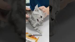 Funny cat at the hospital