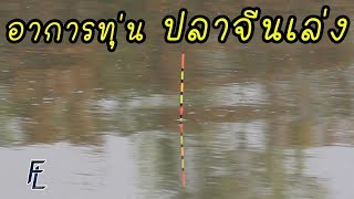 อาการทุ่น ตอนปลาจีนเล่งเข้ากินเหยื่อ โดยการตกบาลานซ์ลอย