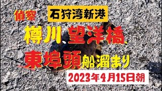 【海釣り】石狩湾新港3か所。樽川・望洋橋・東埠頭船溜まりを偵察2023年4月15日6時半過ぎ