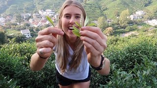 【另眼相看：人于草木间】Hangzhou: A Green Tea Lovers Paradise